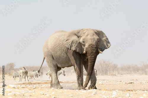 Lonely Elephant at a waterhole with zebras in the background © Friedemeier