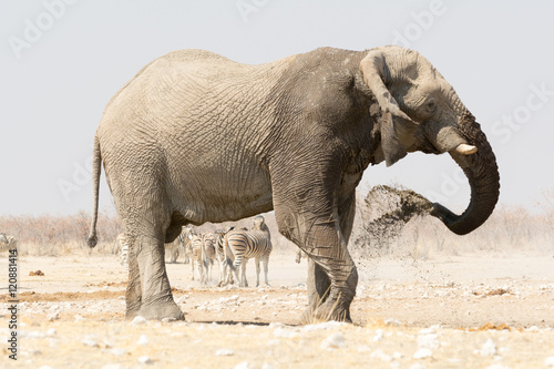 Lonely Elephant at a waterhole with zebras in the background