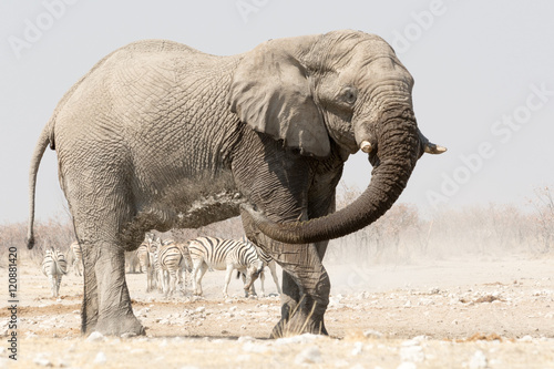 Lonely Elephant at a waterhole with zebras in the background