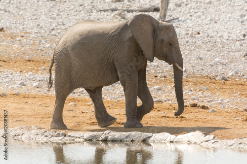 Calf of african elephant at a waterhole