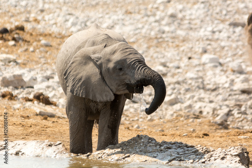 Calf of african elephant at a waterhole
