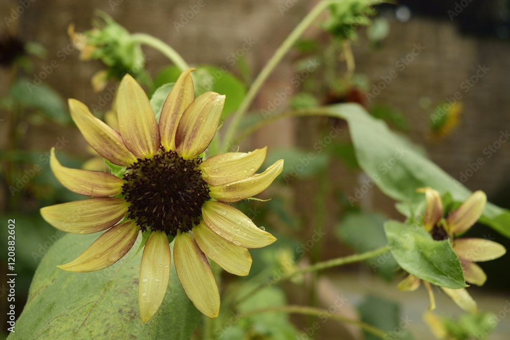 Yellow daisy after the rain in a garden. Yellow daisy after the rain in a garden.