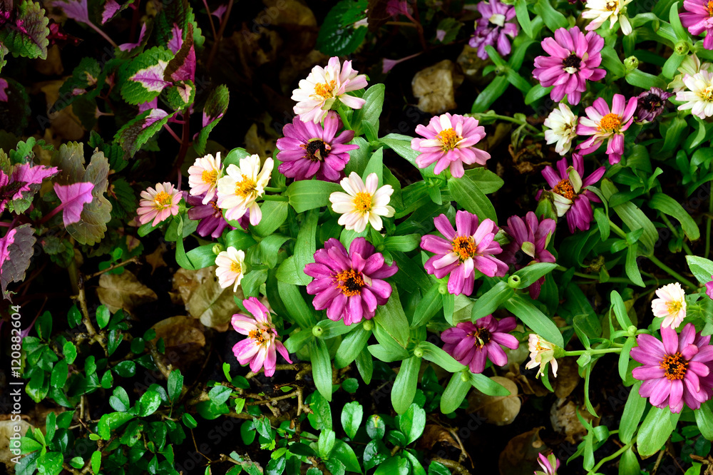 Zinnias Zinnias