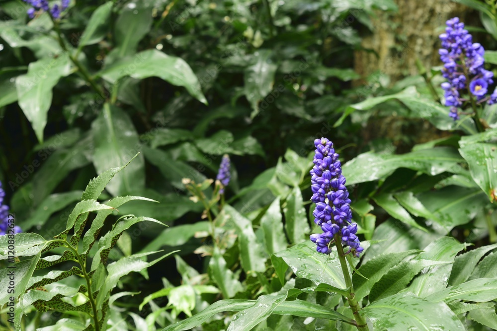 Beautiful purple muscari in a garden after the rain. Beautiful purple muscari in a garden after the rain.