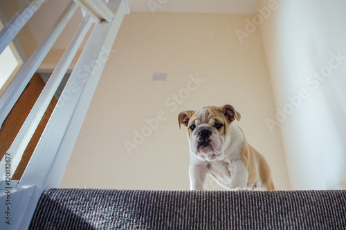 Puppy Bulldog tackles the stairs