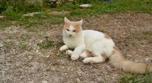 Nachdenkliche Katze