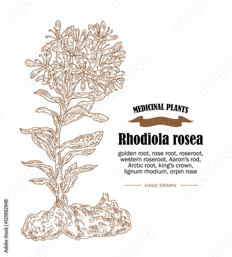 Rhodiola rosea or golden root vector illustration. Hand drawn medicinal plants