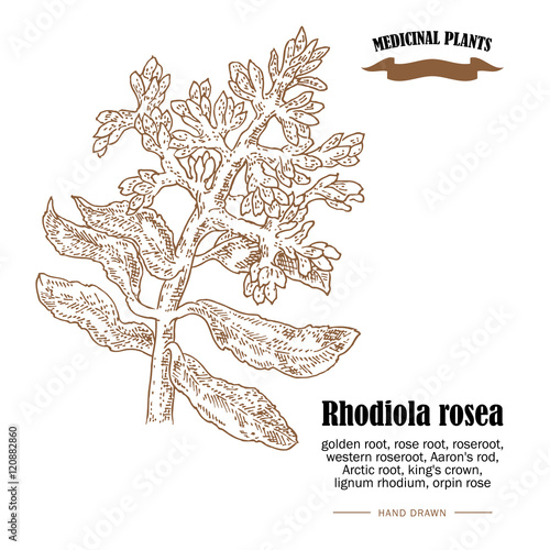 Rhodiola rosea or golden root vector illustration. Hand drawn medicinal plants
