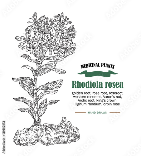 Rhodiola rosea or golden root vector illustration. Hand drawn medicinal plant photo