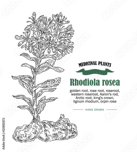 Rhodiola rosea or golden root vector illustration. Hand drawn medicinal plant