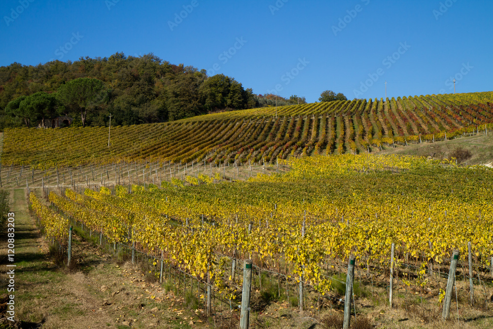 tuscany vineyard during the fall season