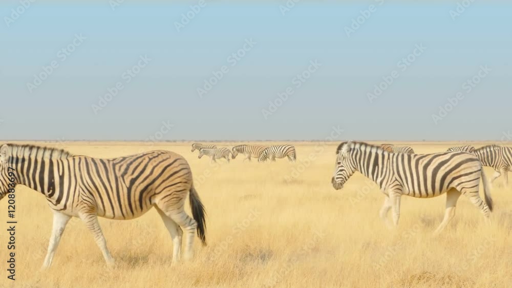 herd of zebras walking through the savannah at the etosha national park namibia africa uhd 4k herd of zebras walking through the savannah at the etosha national park namibia africa uhd 4k