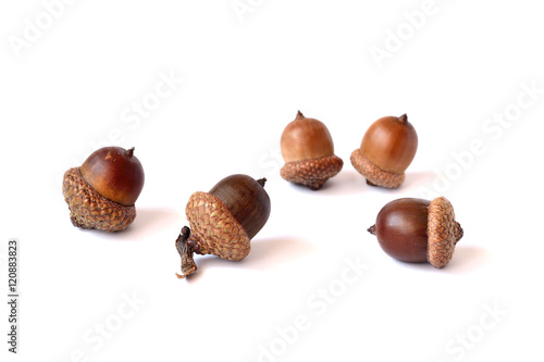 Acorns on a white background