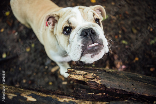 Cute happy puppy bulldog