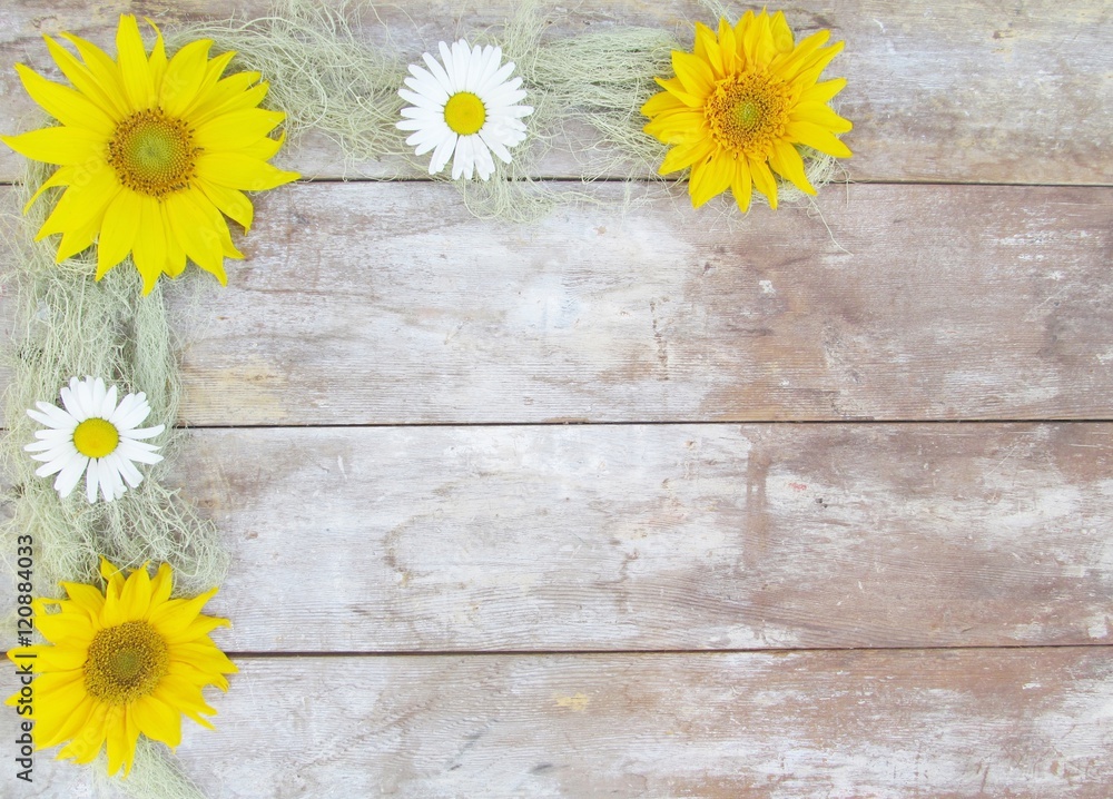 Obraz premium Sunflower Daisy Moss Border on wood background with copy space.