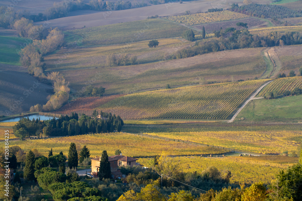 tuscany landscape of vineyard