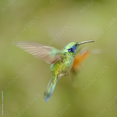 Green-crowned Brilliant Hummingbird, Costa Rica © Eric Middelkoop