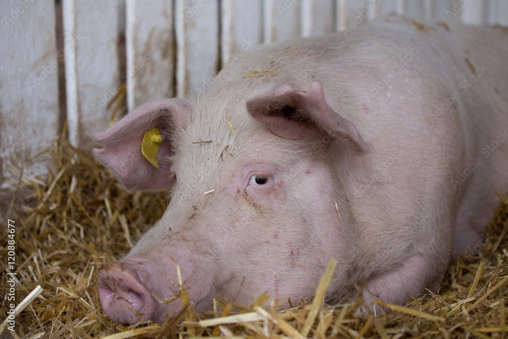Pig in pen Pig in pen