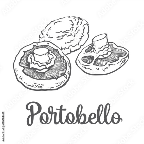 Set of portobello, edible mushrooms sketch style vector illustration isolated on white background. Collection of edible mushrooms portobello