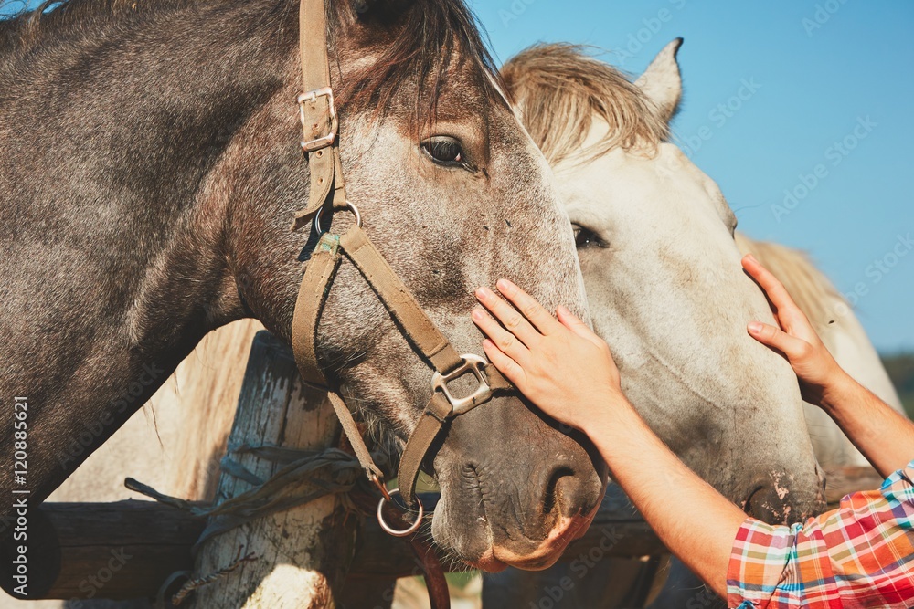 Obraz premium Man with horses