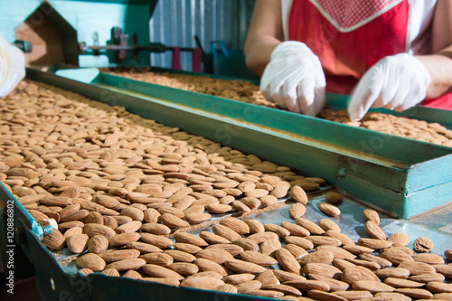 The working of almonds: manual phase of rejection of useless almonds  photo