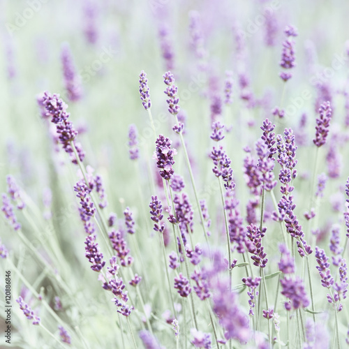 Field of Lavender  close up 