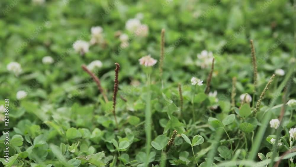 Beautiful spring scenery, gentle flower move in win Beautiful spring scenery, gentle flower move in win