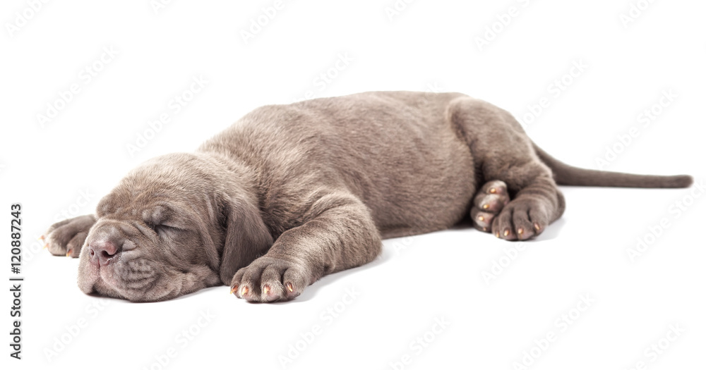 Sleeping young puppie italian mastiff cane corso (1 month) Sleeping young puppie italian mastiff cane corso (1 month)