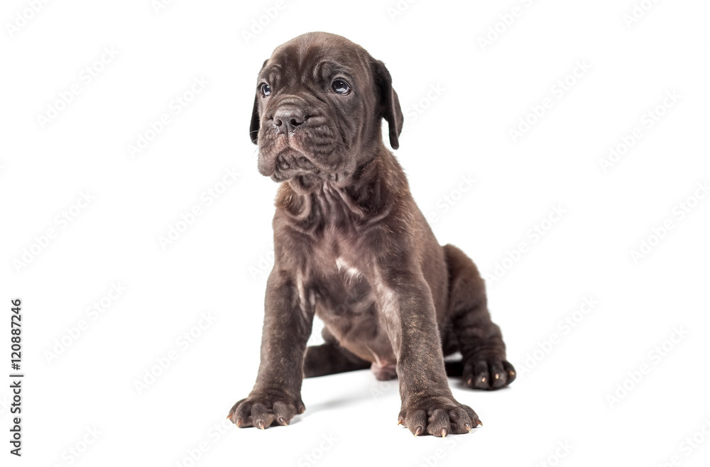 Beautiful young puppy italian mastiff cane corso (1 month) on wh