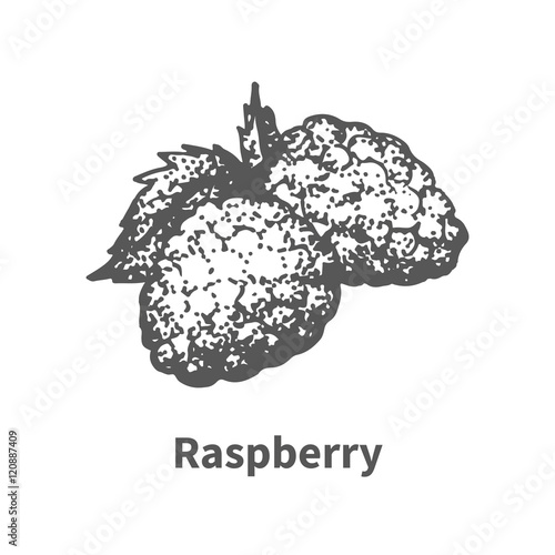 Vector illustration hand-drawn raspberry