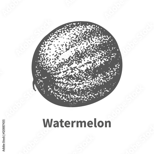 Vector illustration hand-drawn watermelon
