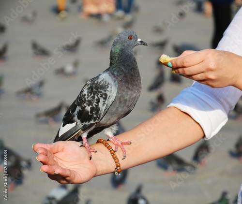 Doves eating in Venice, in Italy, Europe photo