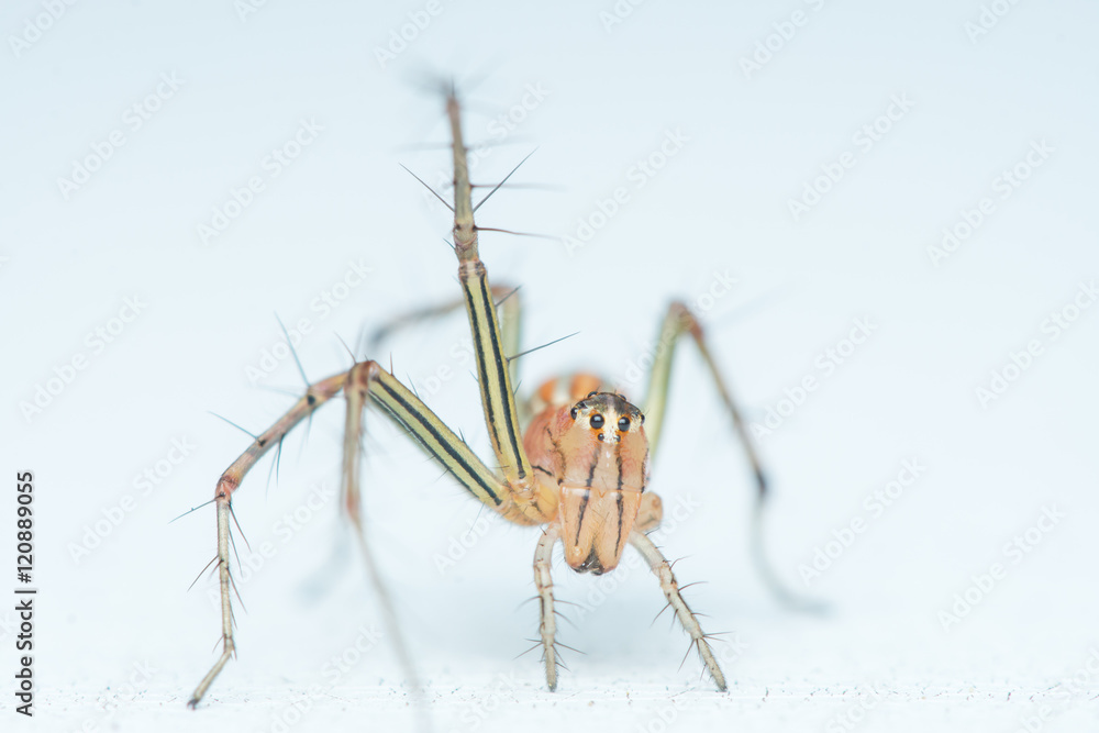 Lean lynx spider, Oxyopes macilentus (Family: Araneae, subfamily: Oxyopidea) raising leg Lean lynx spider, Oxyopes macilentus (Family: Araneae, subfamily: Oxyopidea) raising leg