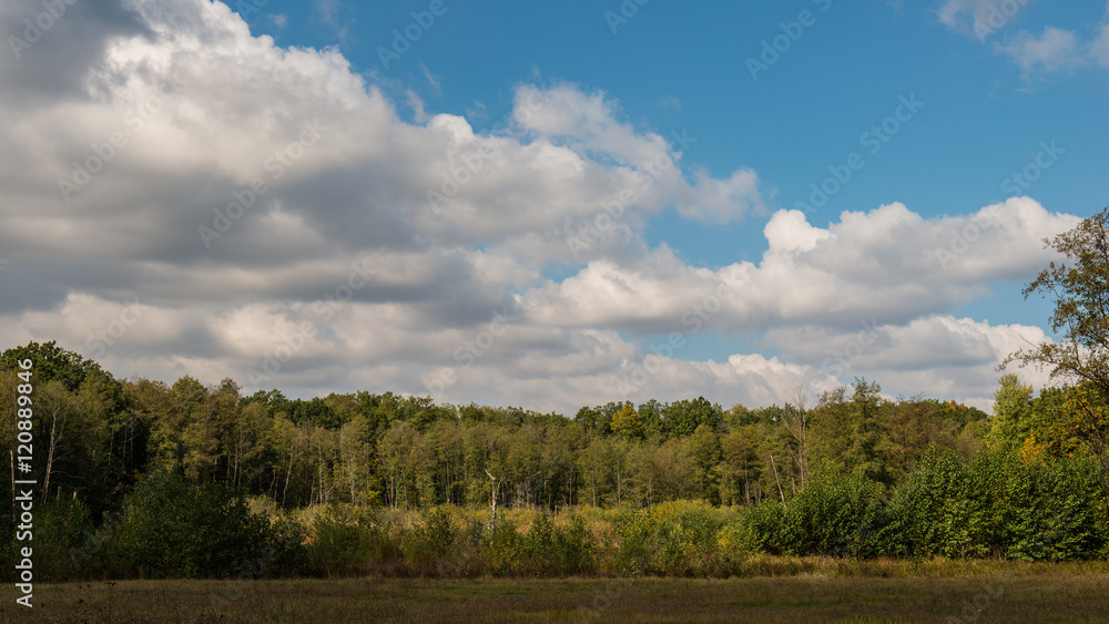 Obraz premium trees meadow and clouds sunny day