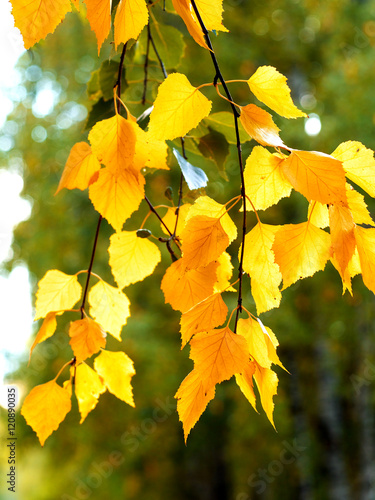 yellow birch leaves in autumn highlighted by sun