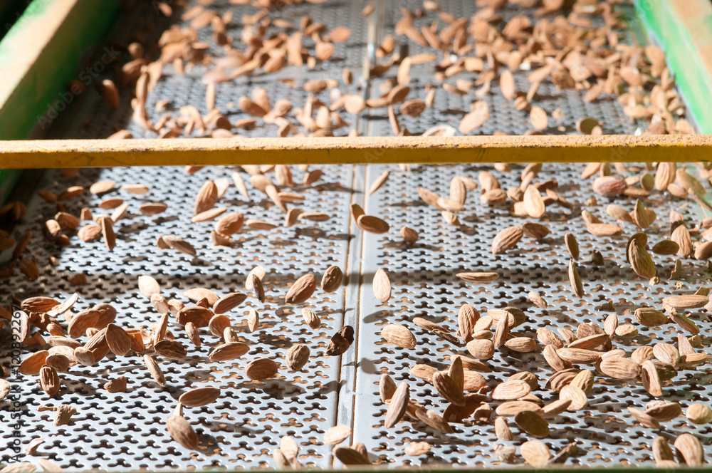 The process of almond selection and calibration in a carriage of a ...