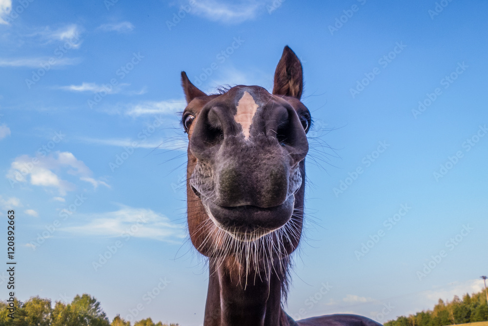 Fototapeta premium lustiges Pferd - witziges Porträt / funny horse