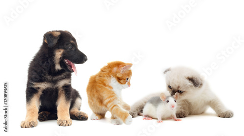 Fototapeta Naklejka Na Ścianę i Meble -   kitten and baby rat and puppy together
