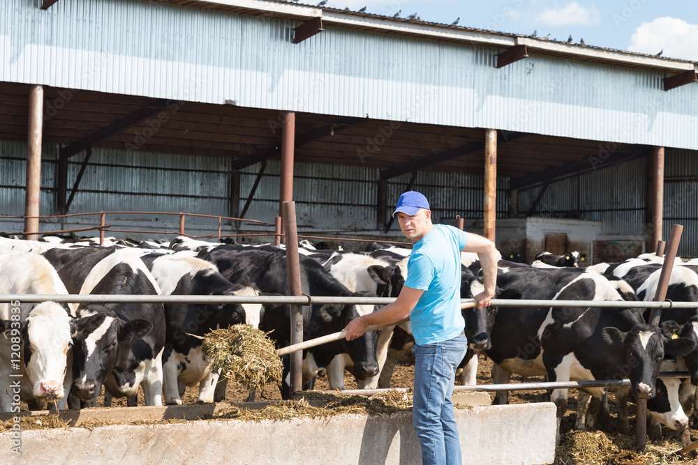 man farmer working on farm with dairy cows man farmer working on farm with dairy cows
