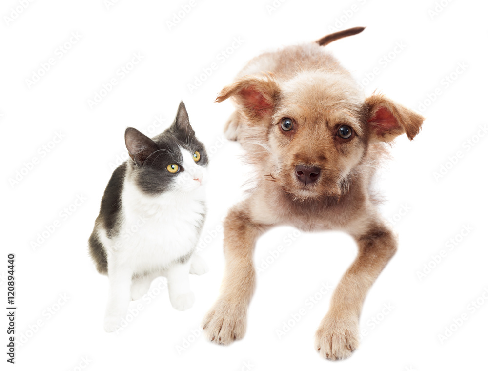 funny cat and puppy together white background isolated