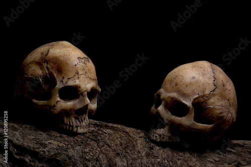 Still life awesome couple human skulls on the timber