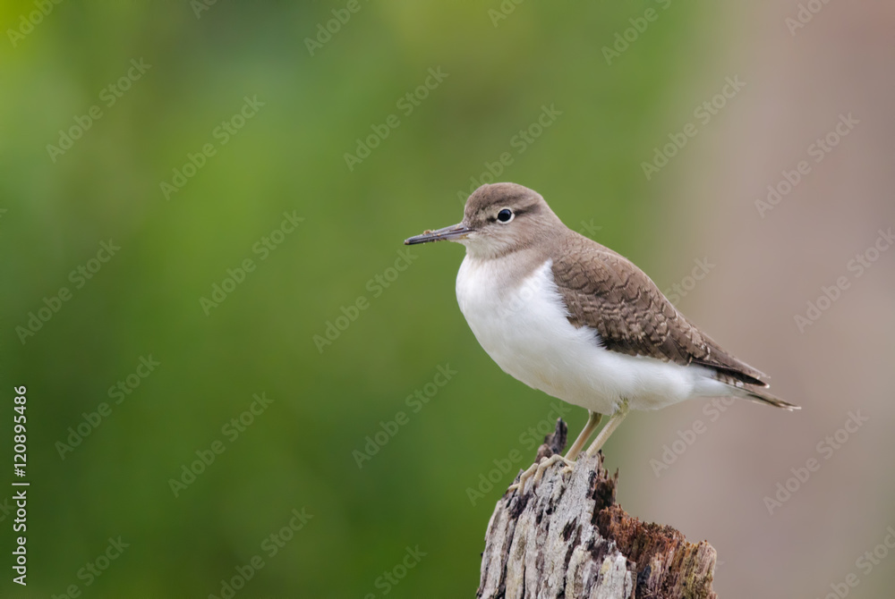 Fototapeta premium Common Sandpiper sitting on a dead tree trunk observed in Poovar in Kerala