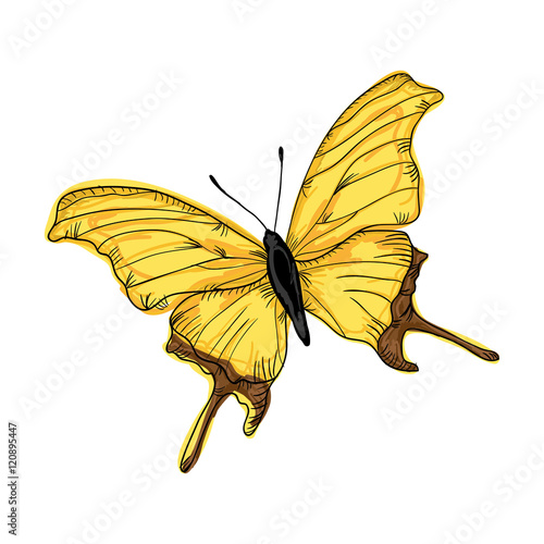 beautiful butterfly  with yellow wings. draw design. vector illustration