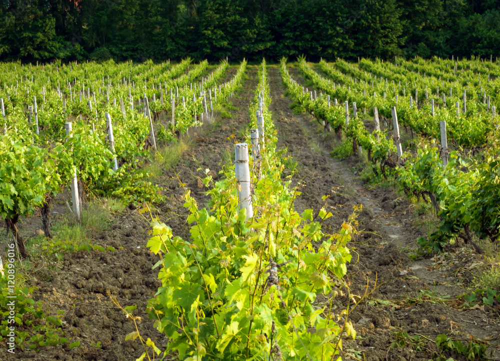 Rows of vines in the vineyards of the Republic of Crimea