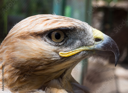 Steppe Eagle head in profile close-up