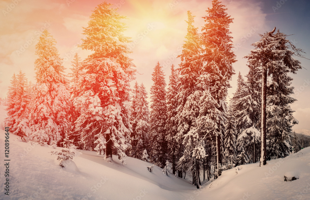 tree covered by frost and mountain view on sunrise. natural winter background tree covered by frost and mountain view on sunrise. natural winter background
