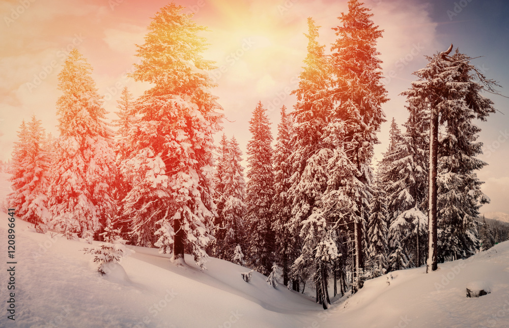 tree covered by frost and mountain view on sunrise. natural winter background