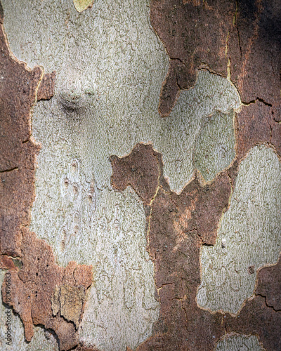 The natural texture of bark tree