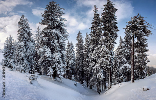 fir-tree covered by snow 