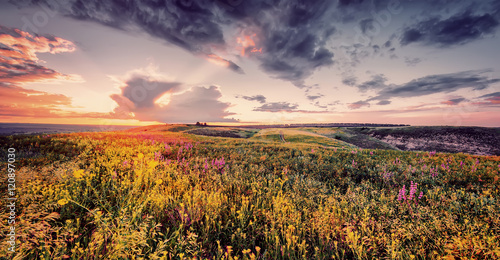 beautiful spring or summer filed with flowers on sunset, natural background